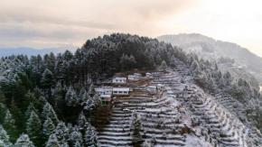The Deodar Stays